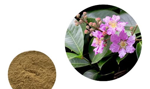 How Can Oem Banaba Leaf Extract Help Control Blood Sugar Levels?