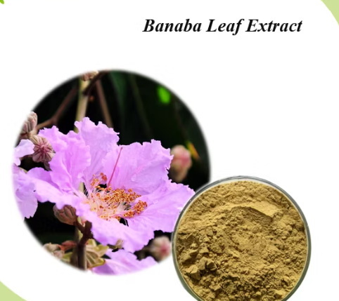 Is Corosolic Acid The Key Active Ingredient In Banaba Leaf Extract