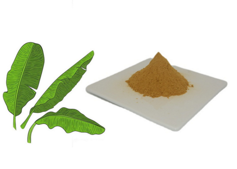 What Are The Leading Brands For Banaba Leaf Extract?