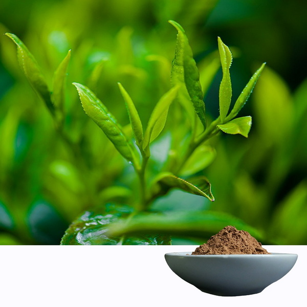 How To Choose A Trusted Green Tea L-Theanine 60% Wholesaler
