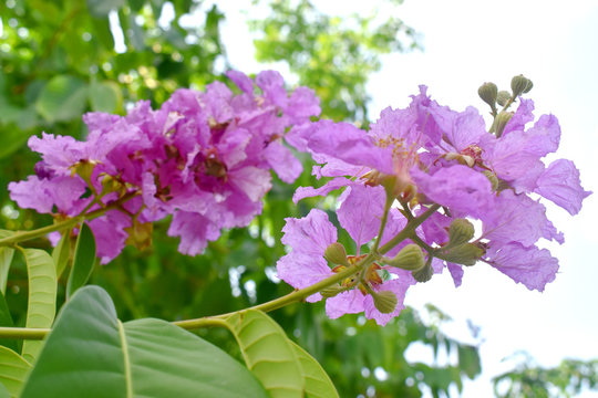 Is Banaba Leaf Extract Among The Best Natural Ingredients for Cosmetics?