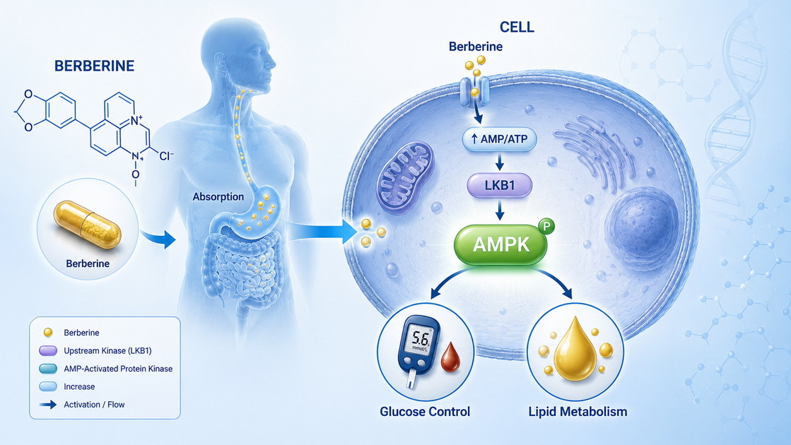 Berberine Metabolic Pathway Concept