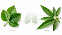 //imrorwxhlqrnlj5q.ldycdn.com/cloud/piBpqKoiliSRqlmmlnlnjm/Mulberry-And-Mango-Leaf-Comparison.jpg