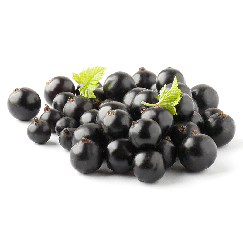 Black Currant Extract