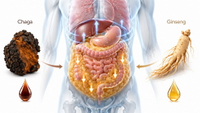 //imrorwxhlqrnlj5q.ldycdn.com/cloud/pjBpqKoiliSRqllpqkpqjm/Visceral-Fat-Oxidation-With-Chaga-And-Ginseng.jpg