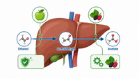 //imrorwxhlqrnlj5q.ldycdn.com/cloud/pkBpqKoiliSRqlionpmmjm/Apple-And-Mulberry-Liver-Pathway.jpg