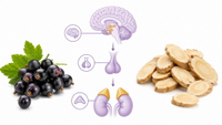 //imrorwxhlqrnlj5q.ldycdn.com/cloud/pkBpqKoiliSRqljkmropjp/HPA-Axis-And-Botanical-Support.jpg