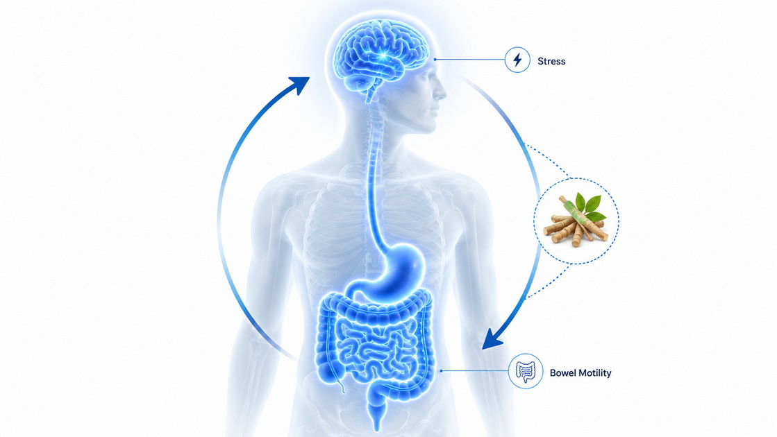 Gut Brain Axis And Stress Constipation