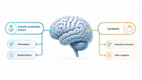 //imrorwxhlqrnlj5q.ldycdn.com/cloud/pkBpqKoiliSRqlnlnirkjq/Sustained-Cognitive-Focus-Pathways.jpg