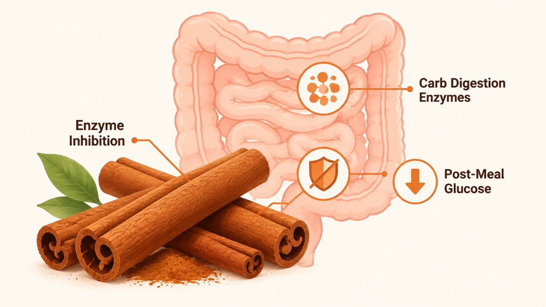 Cinnamon Extract Postprandial Glucose Support
