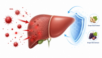 //imrorwxhlqrnlj5q.ldycdn.com/cloud/plBpqKoiliSRqllpjnimjp/Liver-Oxidative-Stress-Protection.jpg