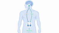 //imrorwxhlqrnlj5q.ldycdn.com/cloud/plBpqKoiliSRqlmmknkrjp/Male-Hormonal-Health-Overview.jpg
