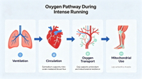 //imrorwxhlqrnlj5q.ldycdn.com/cloud/pmBpqKoiliSRqlmiqjomjp/Peak-VO2-Max-Oxygen-Pathway.jpg