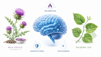 //imrorwxhlqrnlj5q.ldycdn.com/cloud/pmBpqKoiliSRqlmmkniqjp/Milk-Thistle-And-Mulberry-Neuroinflammation-Overview.jpg