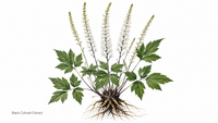 //imrorwxhlqrnlj5q.ldycdn.com/cloud/poBpqKoiliSRpliiqjrmjq/Black-Cohosh-Botanical-Focus.png
