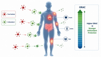//imrorwxhlqrnlj5q.ldycdn.com/cloud/poBpqKoiliSRplmrolirjq/ORAC-Systemic-Inflammation-Overview.jpg