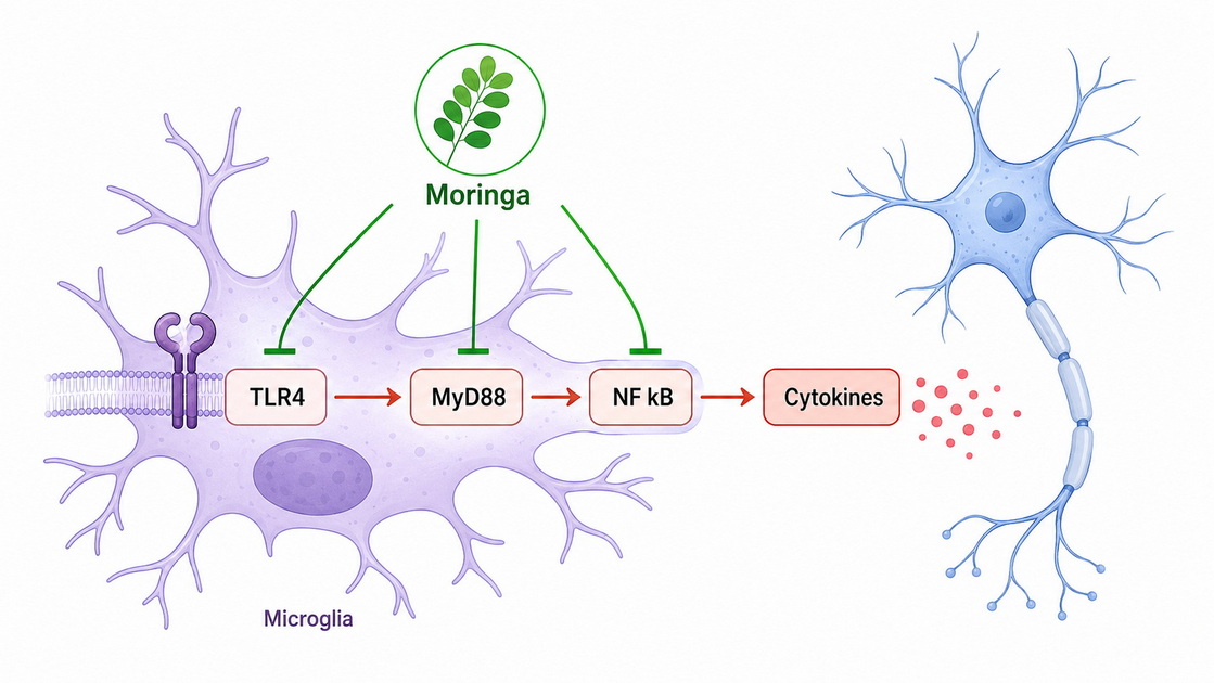 Moringa Neuroinflammatory Pathway Modulation