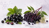 //imrorwxhlqrnlj5q.ldycdn.com/cloud/ppBpqKoiliSRqljimopqjp/Black-Currant-Vs-Elderberry-Hero-Image.jpg