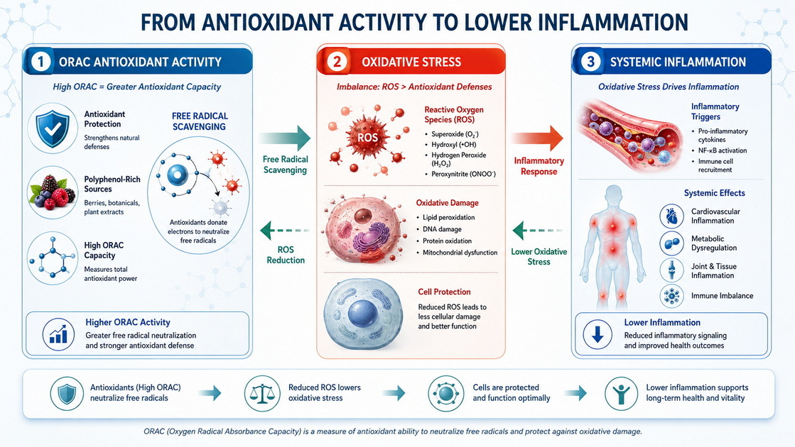 ORAC And Inflammation Pathway Diagram