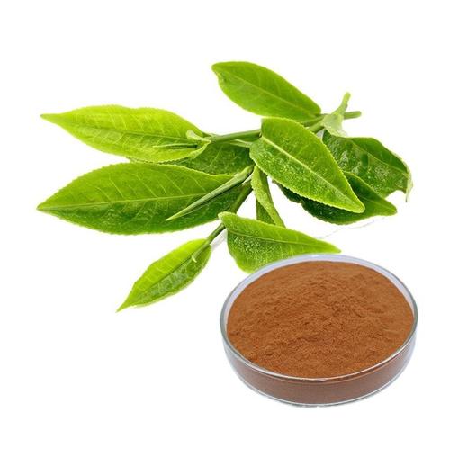 Green Tea Extract